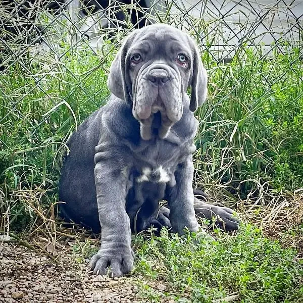 IMPORTED NEAPOLITAN MASTIFF PUPPY AVAILABLE FOR SALE