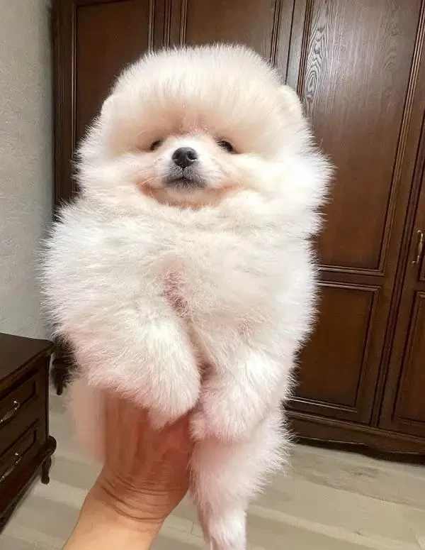 IMPORTED WHITE POMERANIAN PUPPIES AVAILABLE FOR SALE