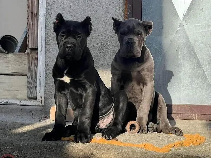 IMPORTED CANE CORSO PUPPY AVAILABLE FOR SALE