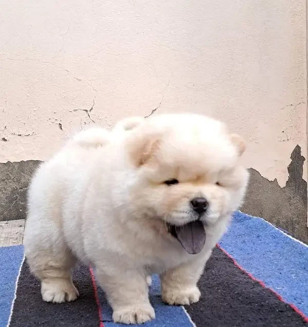 IMPORTED CHOW CHOW PUPPIES AVAILABLE FOR SALE