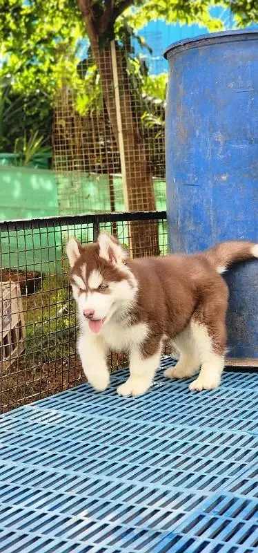 TOP QUALITY SIBERIAN HUSKY PUPPIES AVAILABLE FOR SALE