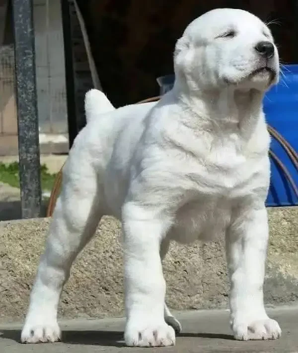 IMPORTED ALABAI PUPPY AVAILABLE FOR SALE