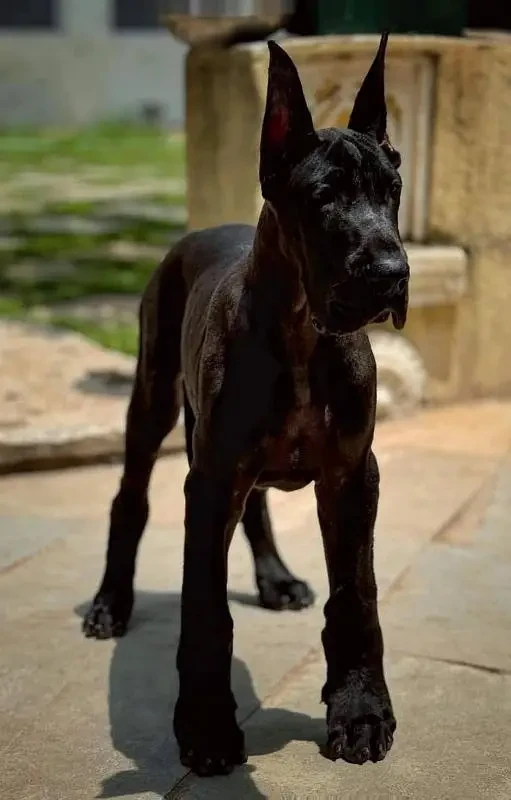 IMPORTED GREAT DANE PUPPIES AVAILABLE FOR SALE