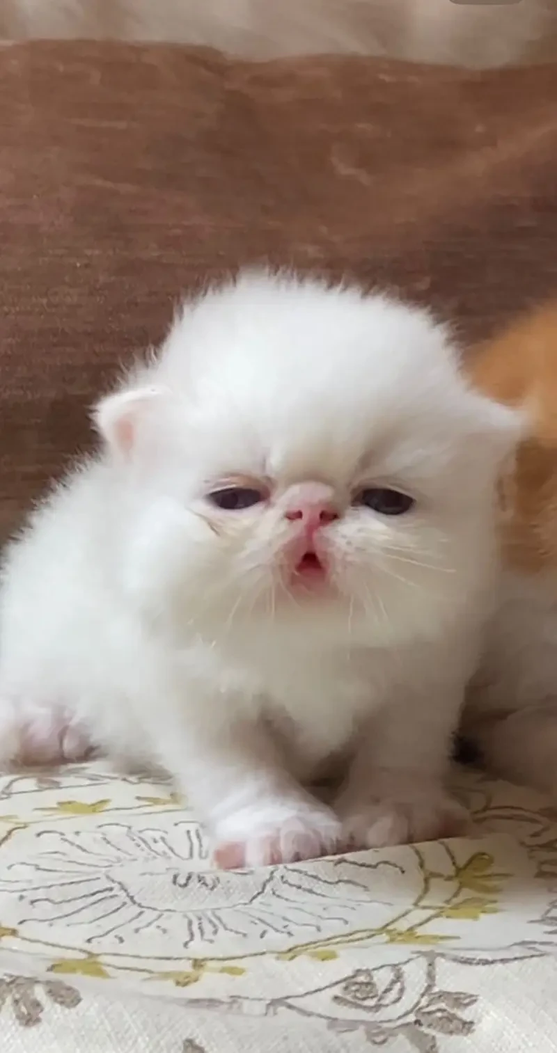 top quality kitten|Punch face Kittens|persian cat|cute|tripple|fluffy