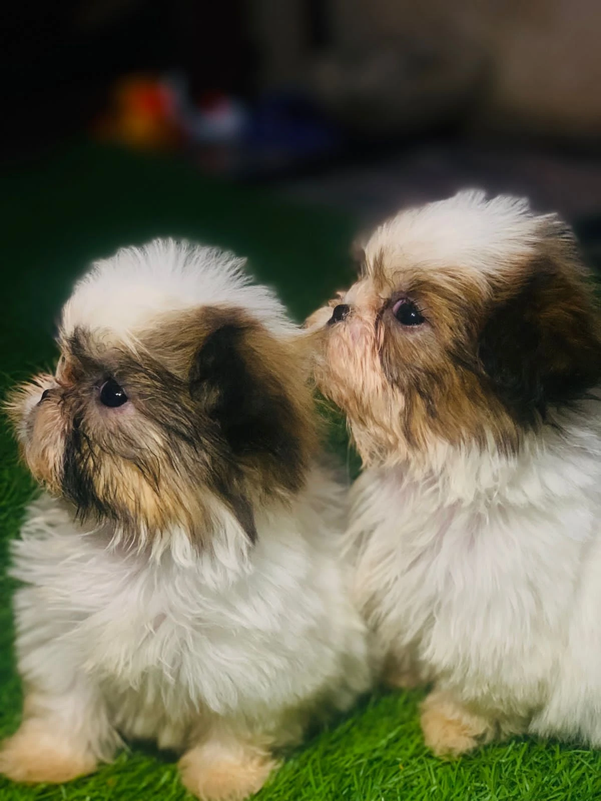 Shih tzu for sale