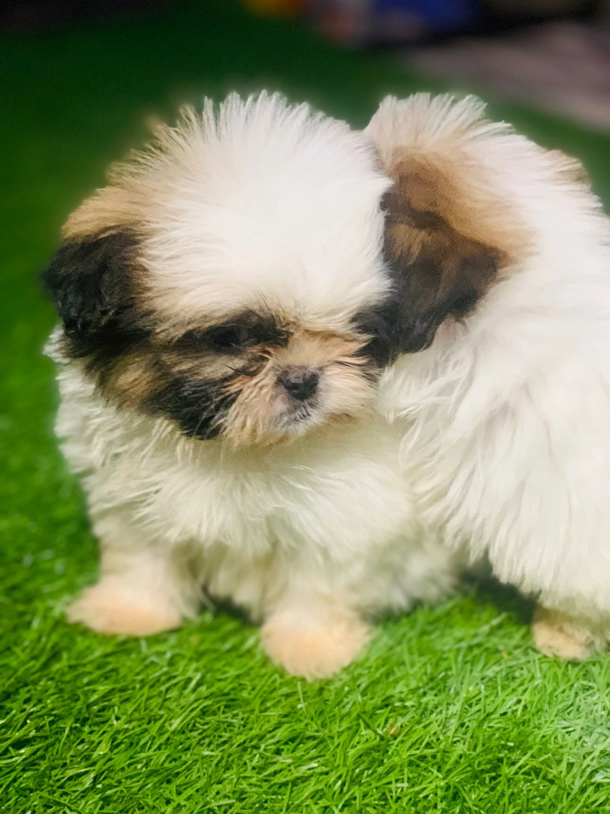 Shih tzu for sale