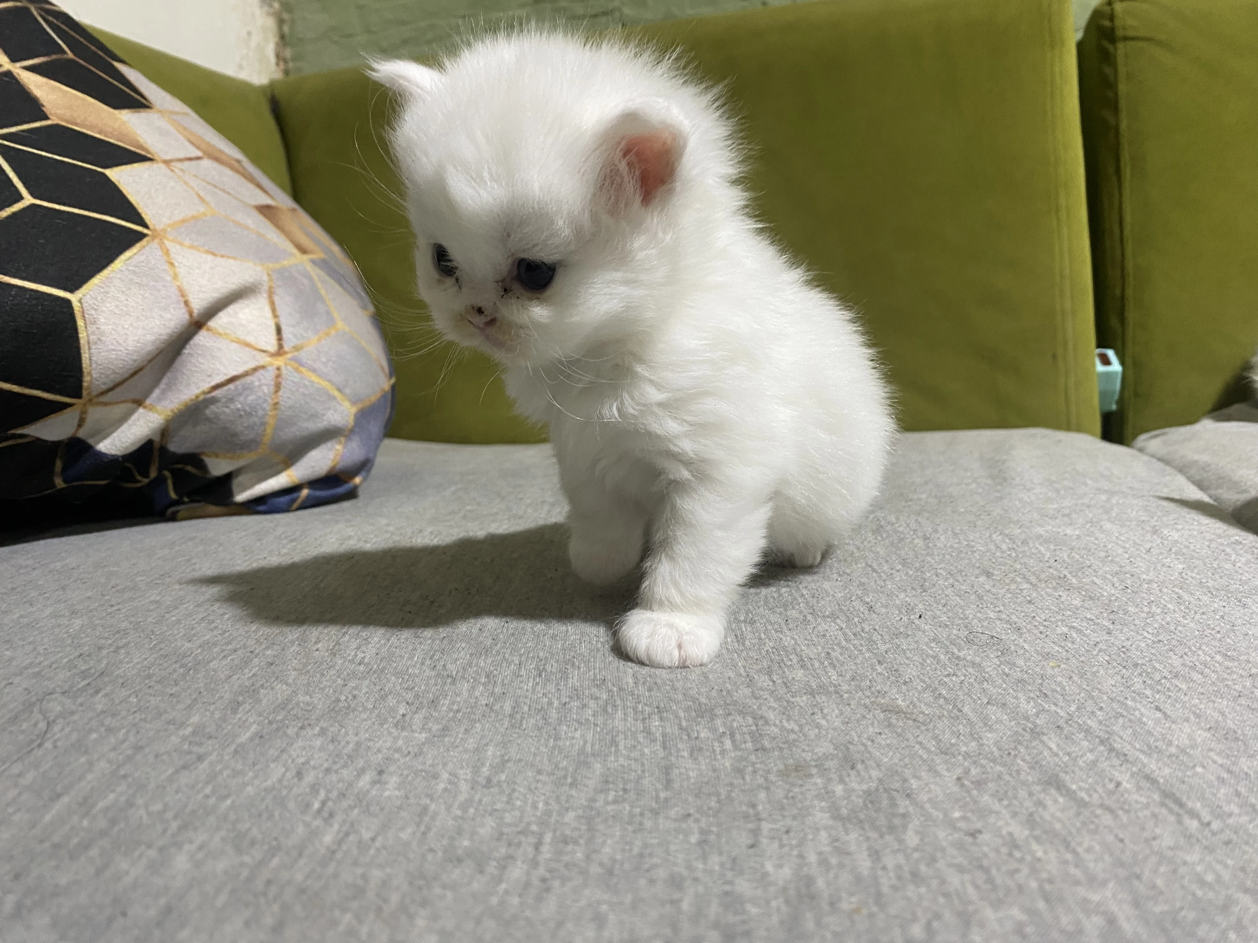 White persian kitten-Image 3