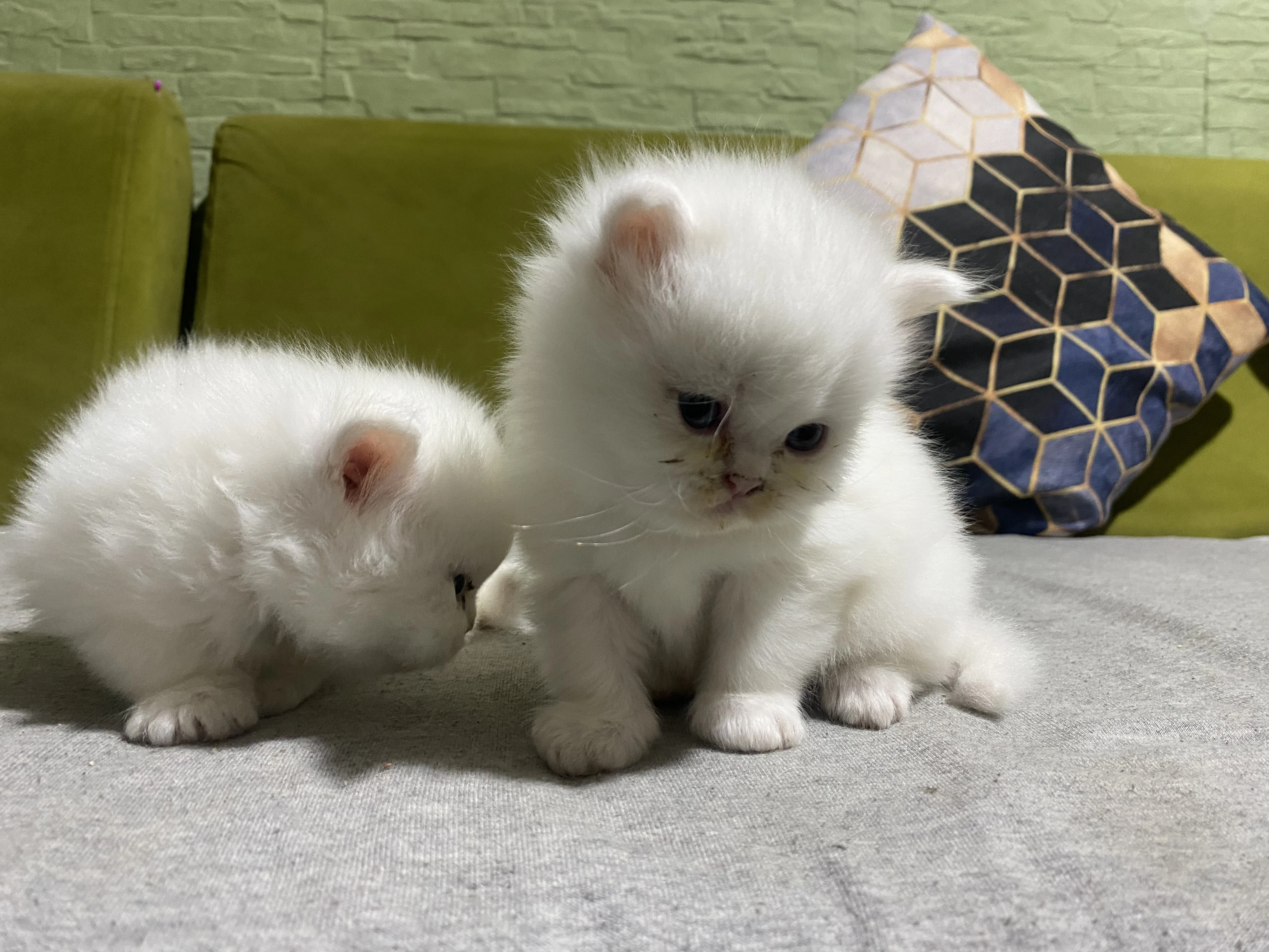 White persian kitten-Image 4