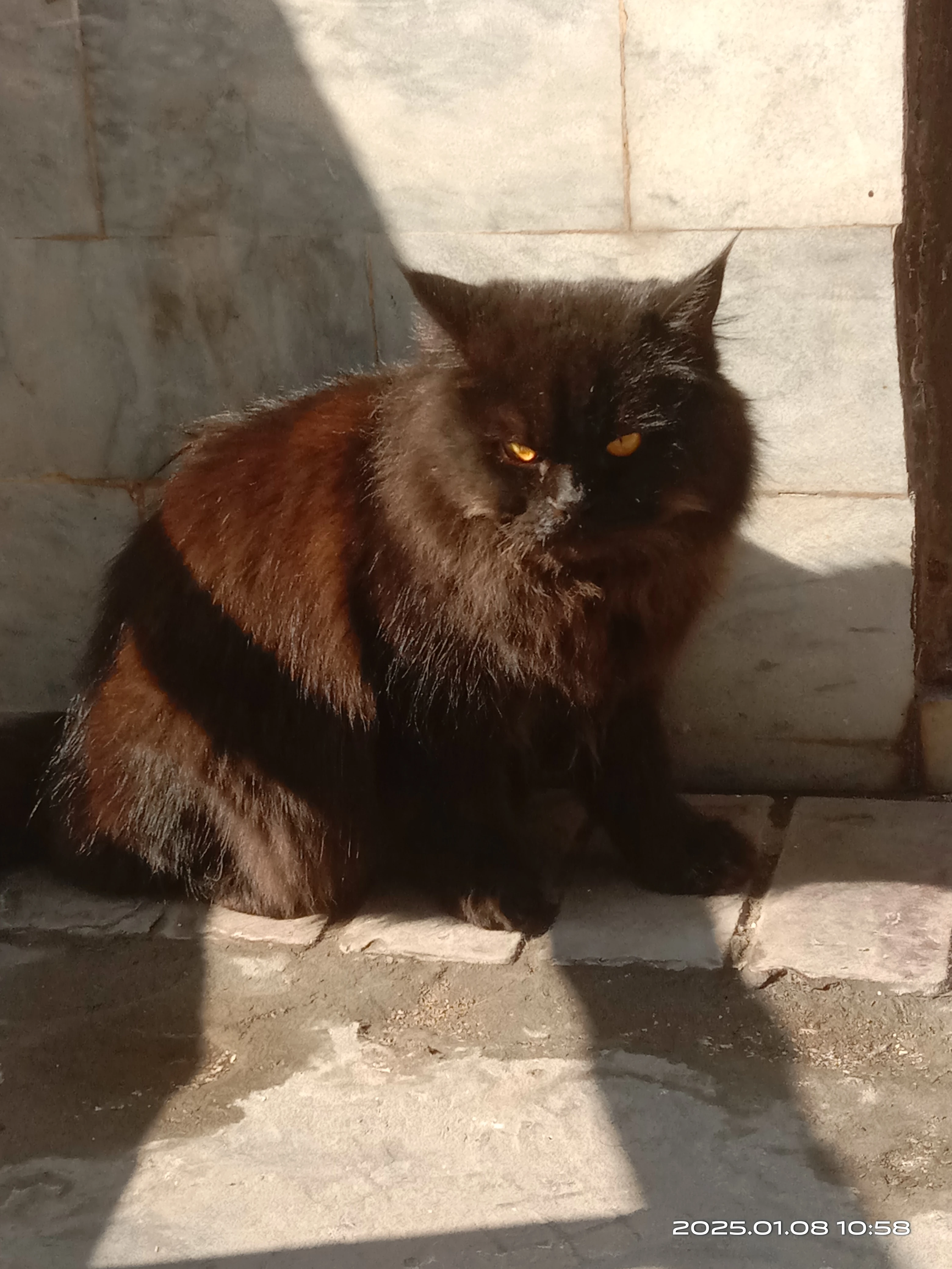 Pure Persian Black kitten-Image 3