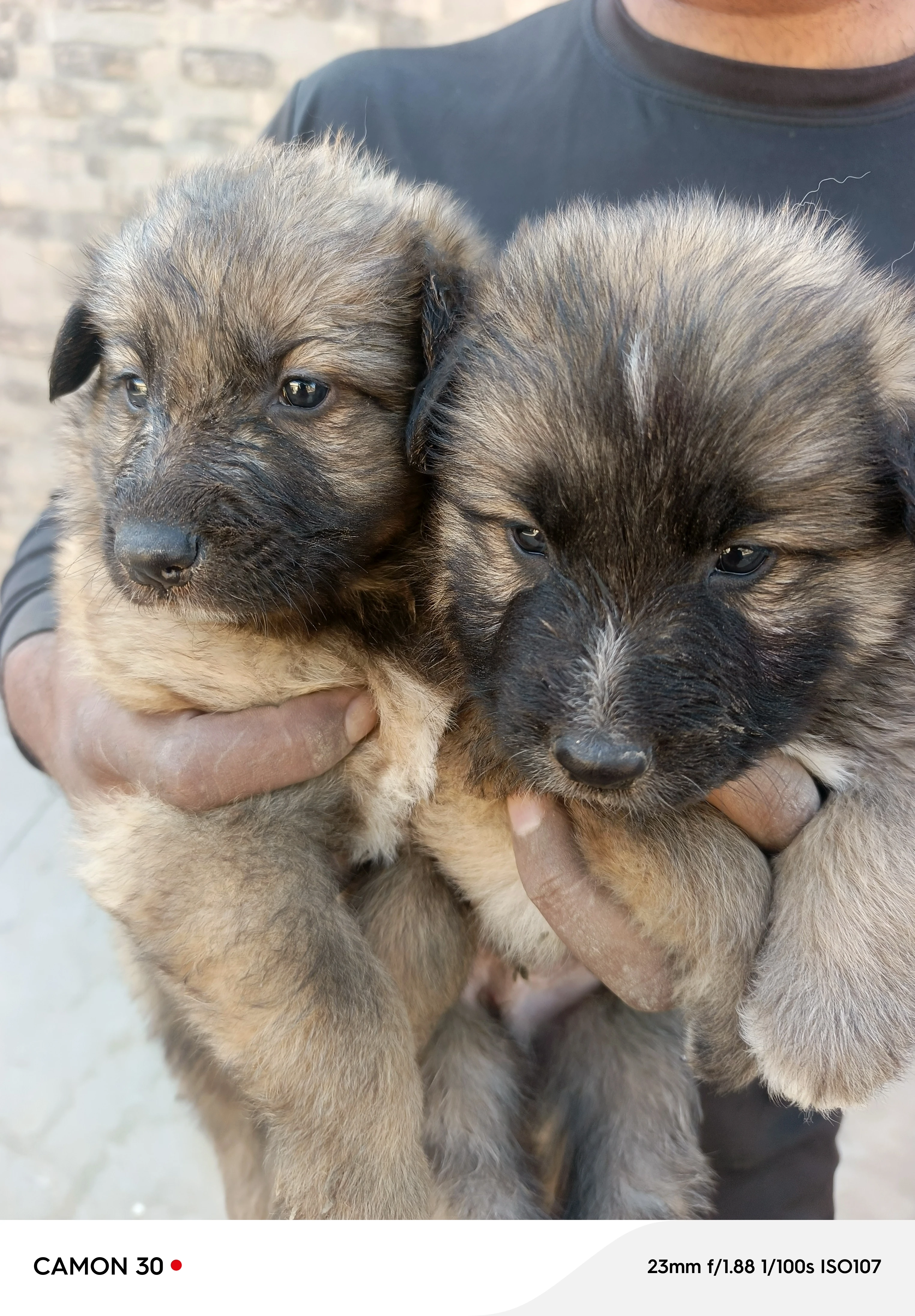 Alsatian bagyeri /high quality dogs