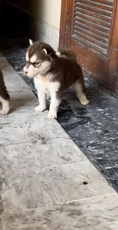 siberian husky breeder female with pup-Image 2