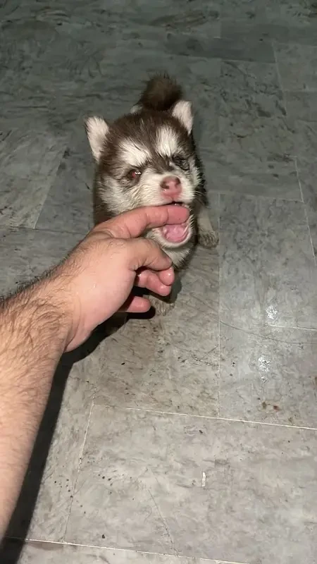 siberian husky breeder female with pup-Image 3