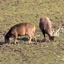 Hog Deer Pair (Captive Breed)