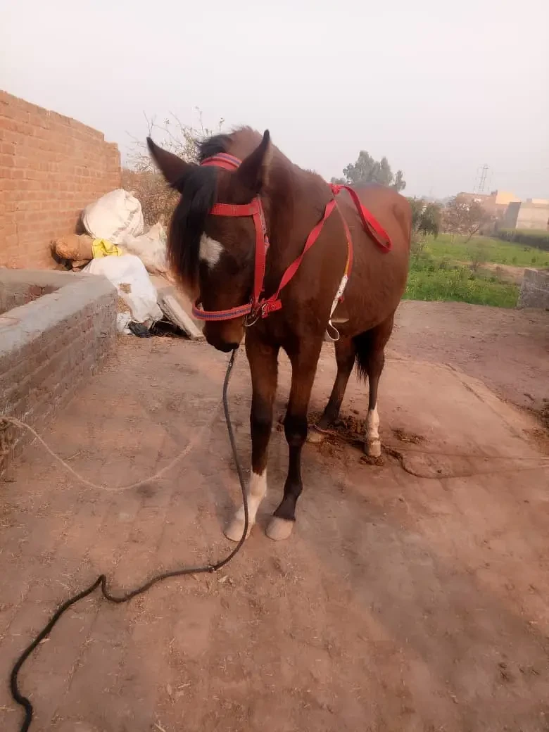 Desi horse available