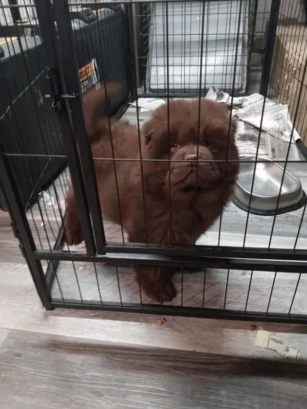 Chow chow imported male puppy available for sale-Image 2