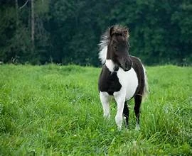 Miniature Horse available