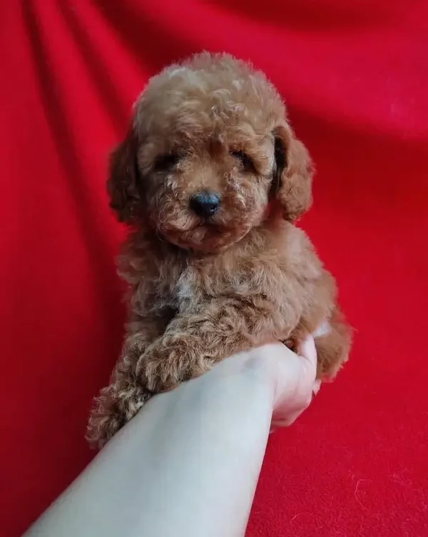 Toy poodle impoterd pedigree microchipped puppy available here-Image 2