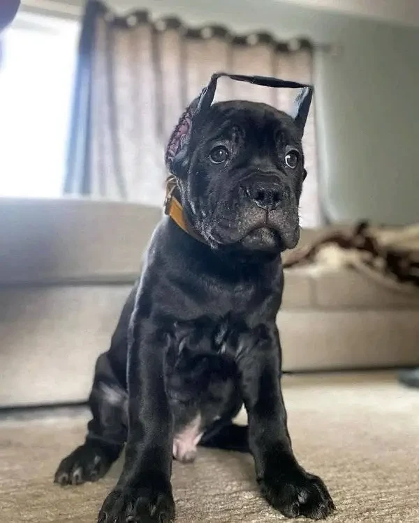 cane corso pedigree imported puppy available here-Image 2