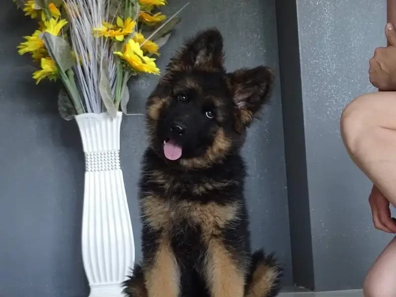 German shepherd imported pink pedigree puppy available-Image 2