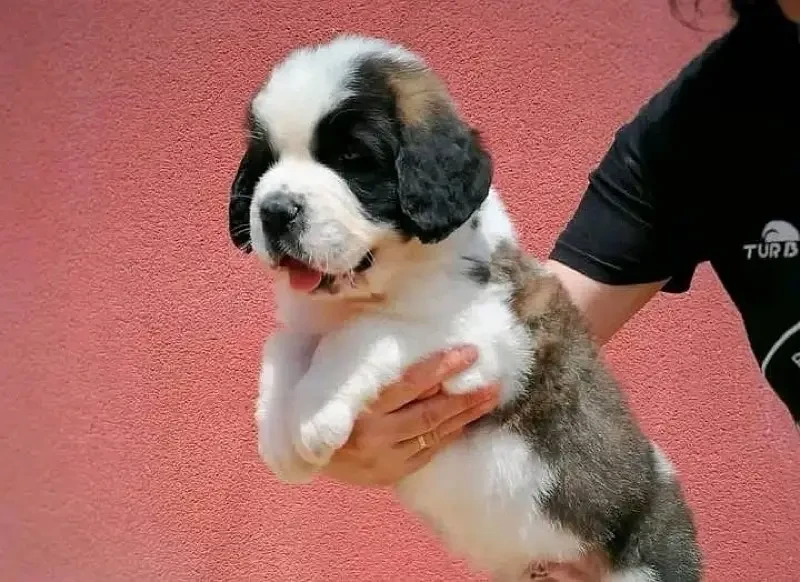 Saint Bernard imported pedigree puppy available here-Image 2