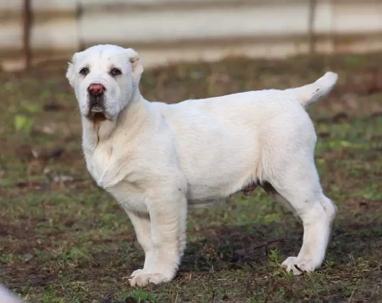 Central Asian Shepherd Alabai puppy available here-Image 2