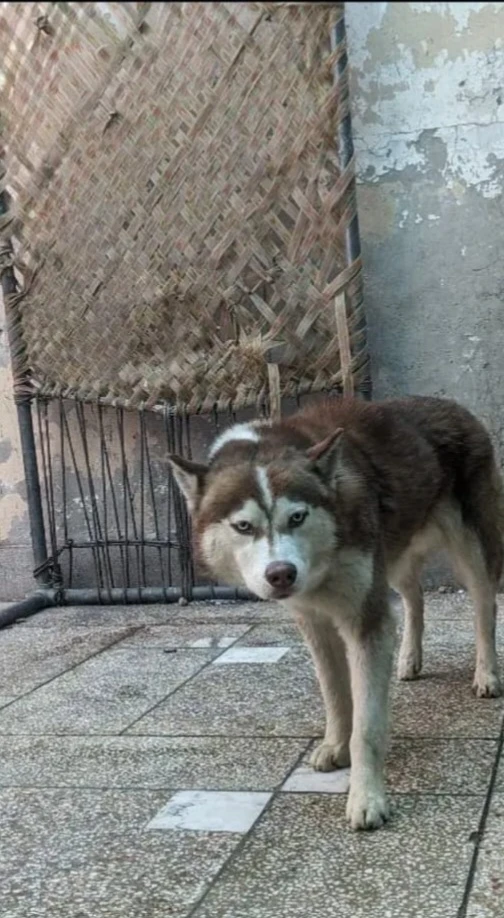 Brown Husky For Sale-Image 7