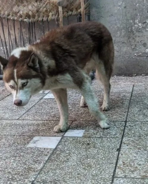 Brown Husky For Sale-Image 8