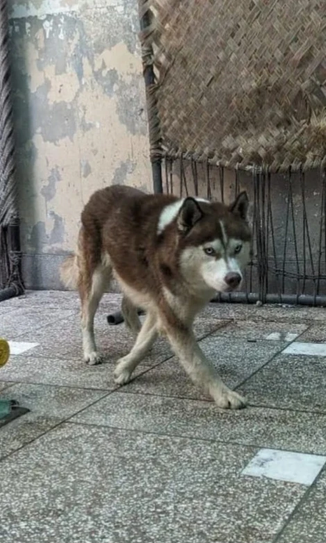 Brown Husky For Sale-Image 9