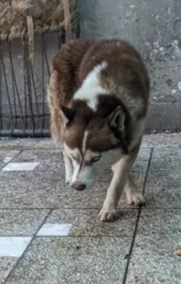 Brown Husky For Sale-Image 11