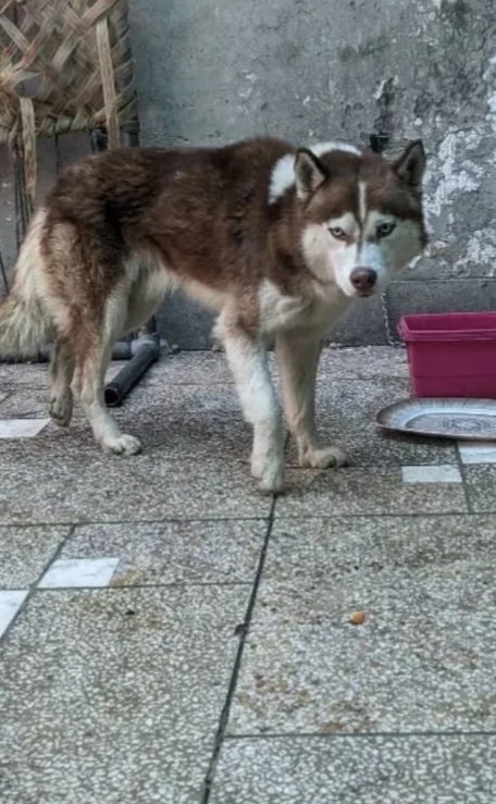 Brown Husky For Sale-Image 12