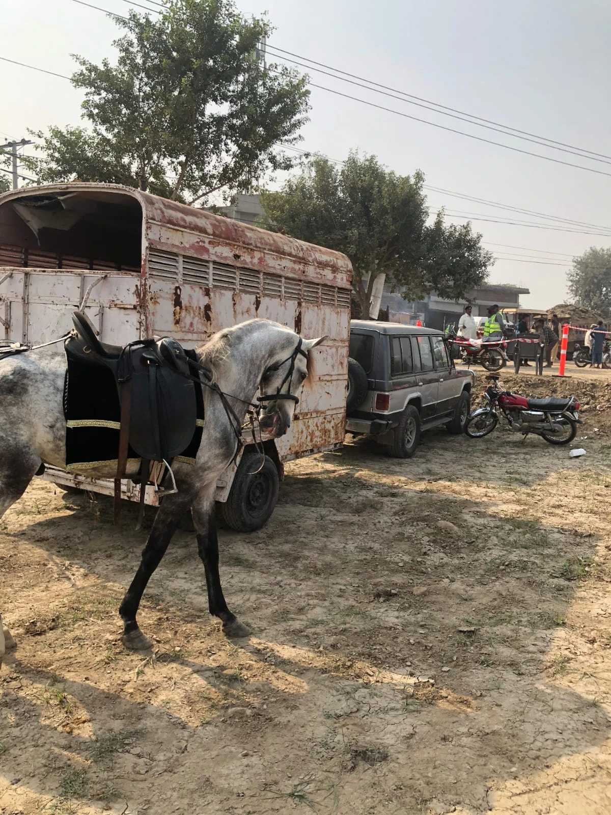 Desi horse for sale-Image 2