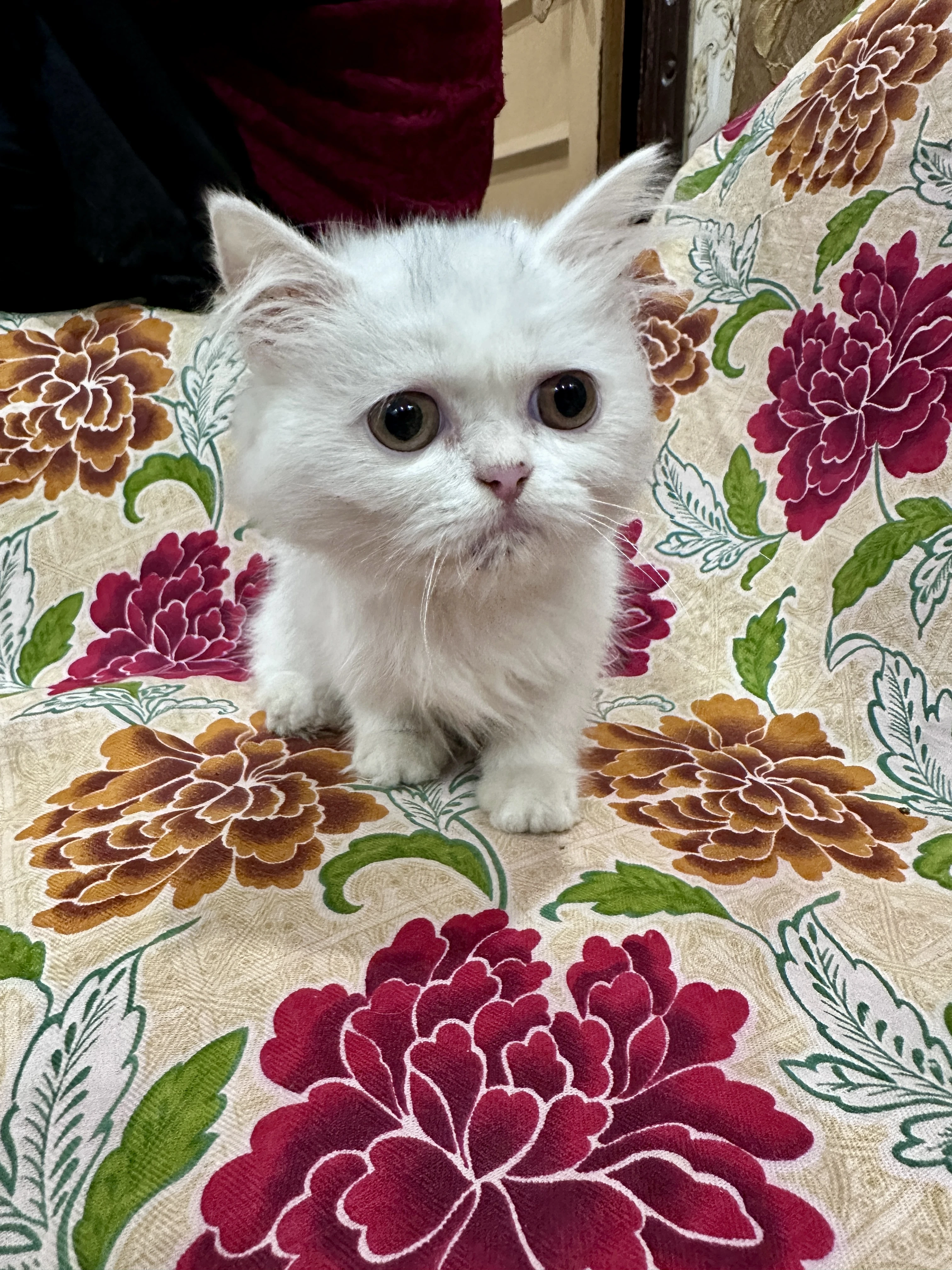 Double Coat Female Persian-Image 2