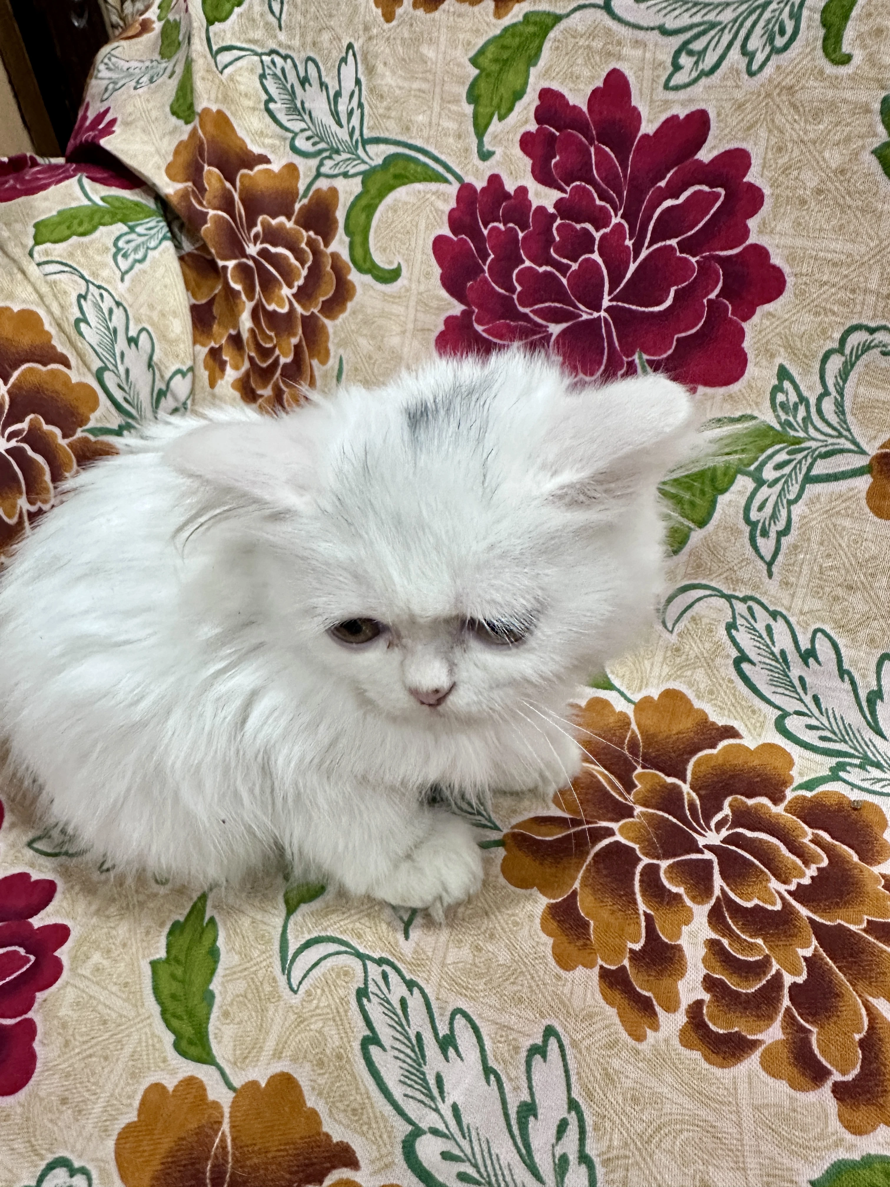 Double Coat Female Persian-Image 3